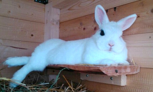 Zwergkaninchen weiss (Hermelinkaninchen)